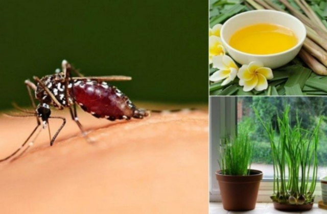 Những Phương Pháp Hiệu Quả Để Đuổi Và Diệt Muỗi An Toàn