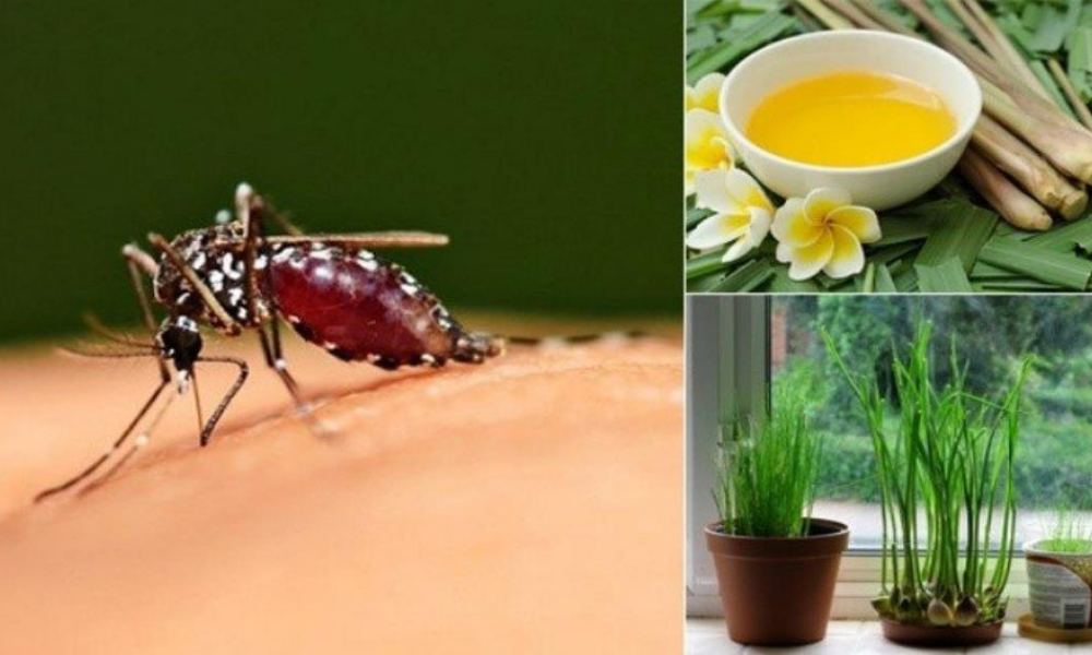 Những Phương Pháp Hiệu Quả Để Đuổi Và Diệt Muỗi An Toàn