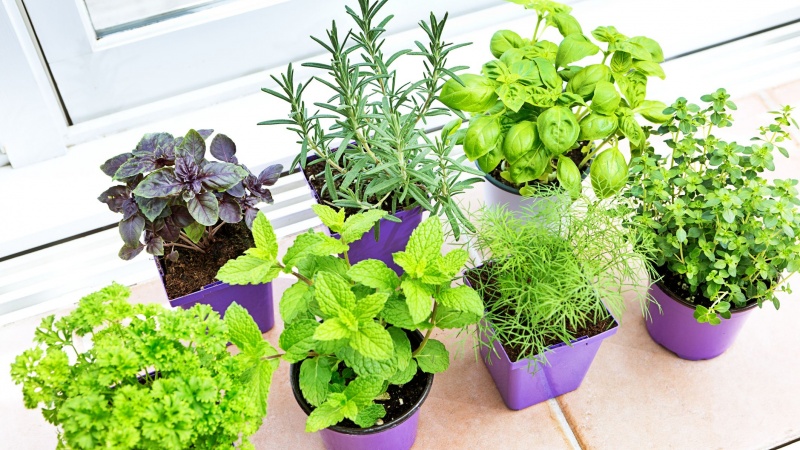 Các cây trong tự nhiên để đuổi muỗi